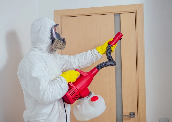 Behandlung von Bettwanzen in Lugano 6900