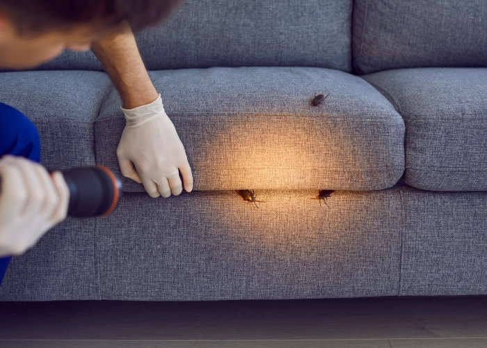 Behandlung von Bettwanzen in Winterthour 8400